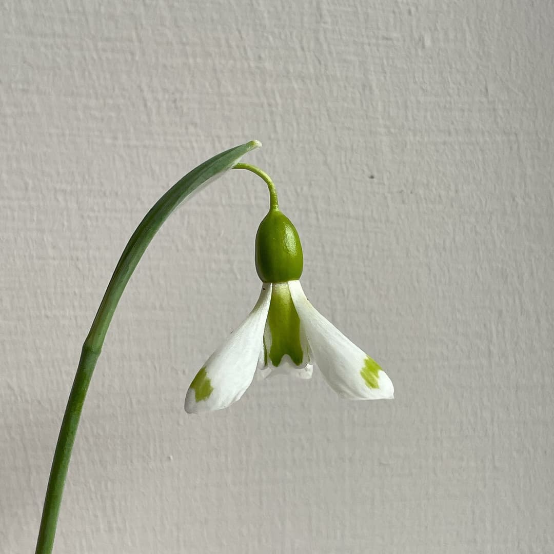 Galanthus Corrin