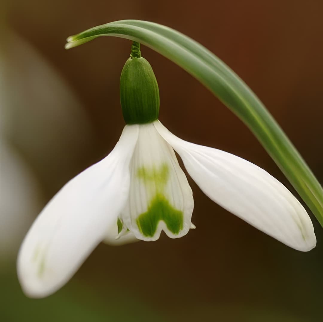 Galanthus elwesii Cross Eyes