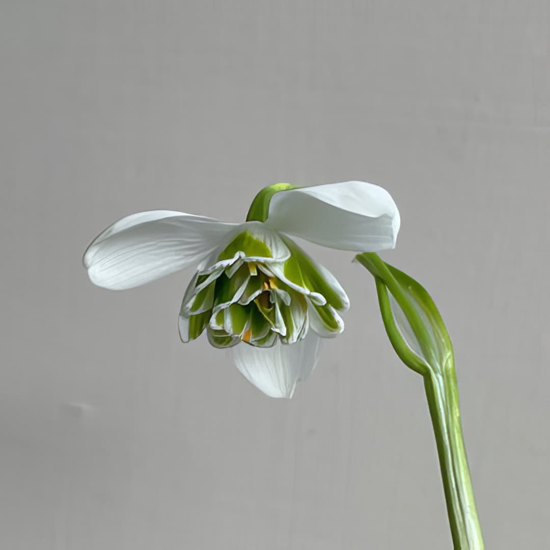 Galanthus G71