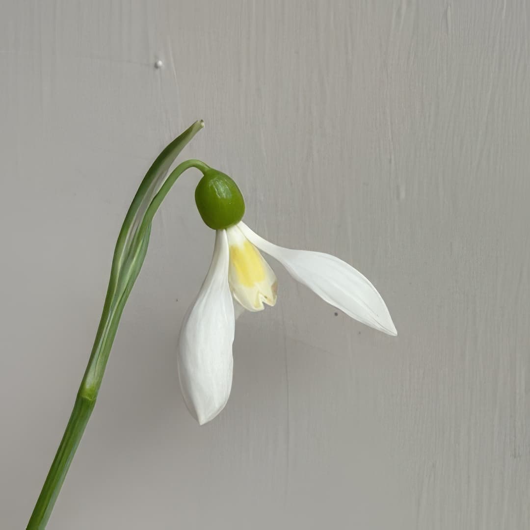 Galanthus Schorbuser Lampion
