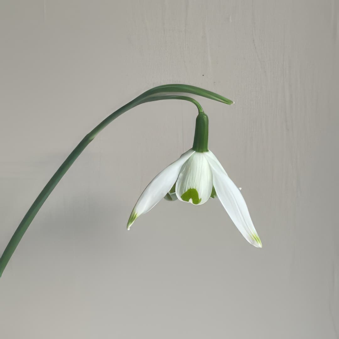 Galanthus Kencot Pickles