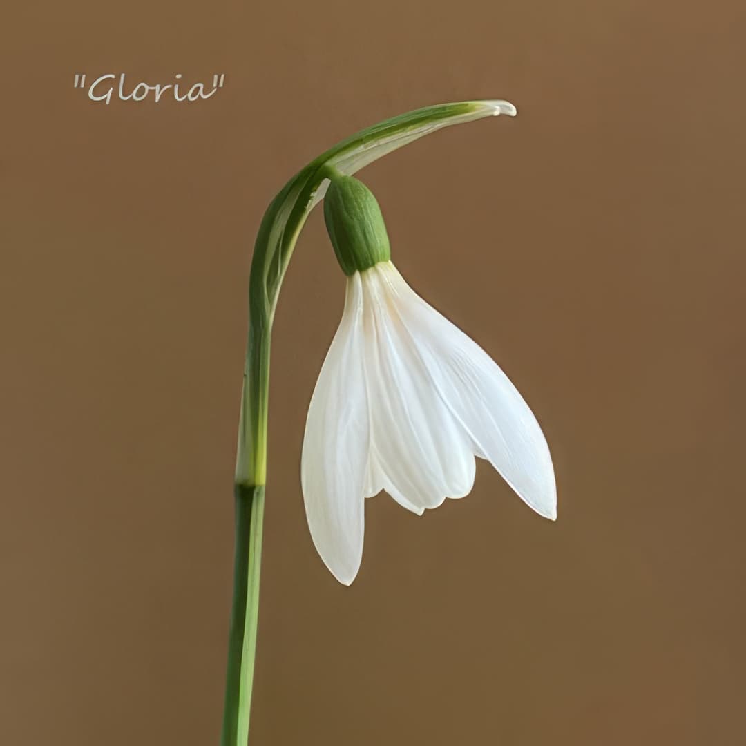 Fridge Magnet - Galanthus Gloria (Free P&P)