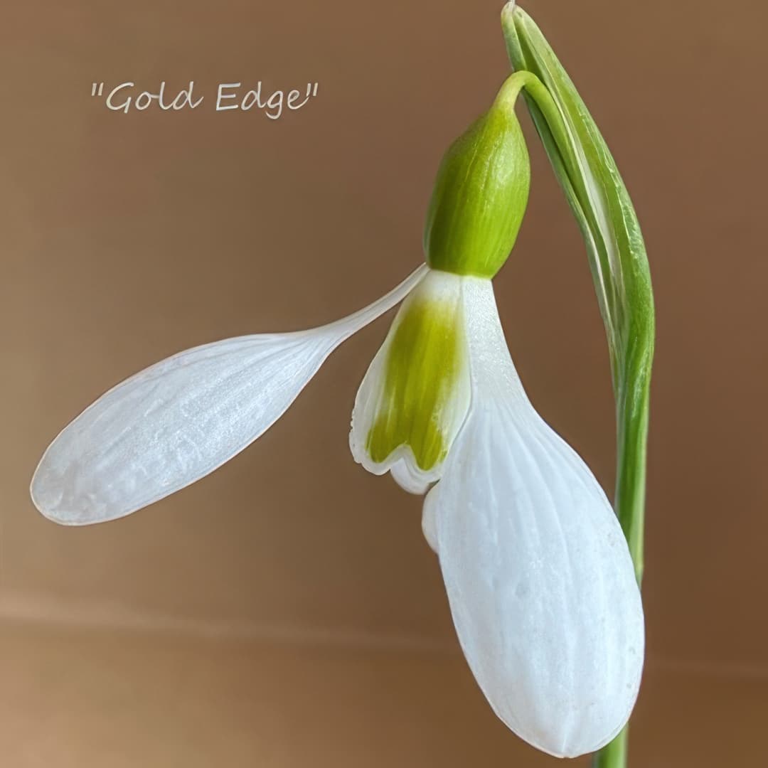 Fridge Magnet - Galanthus Gold Edge (Free P&P)