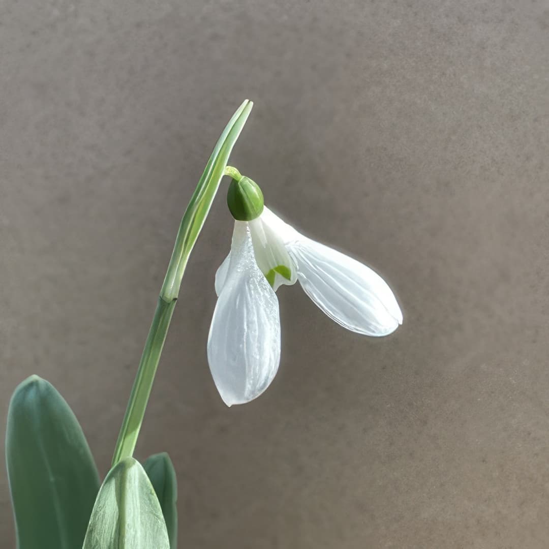 Galanthus Anne of Geierstein