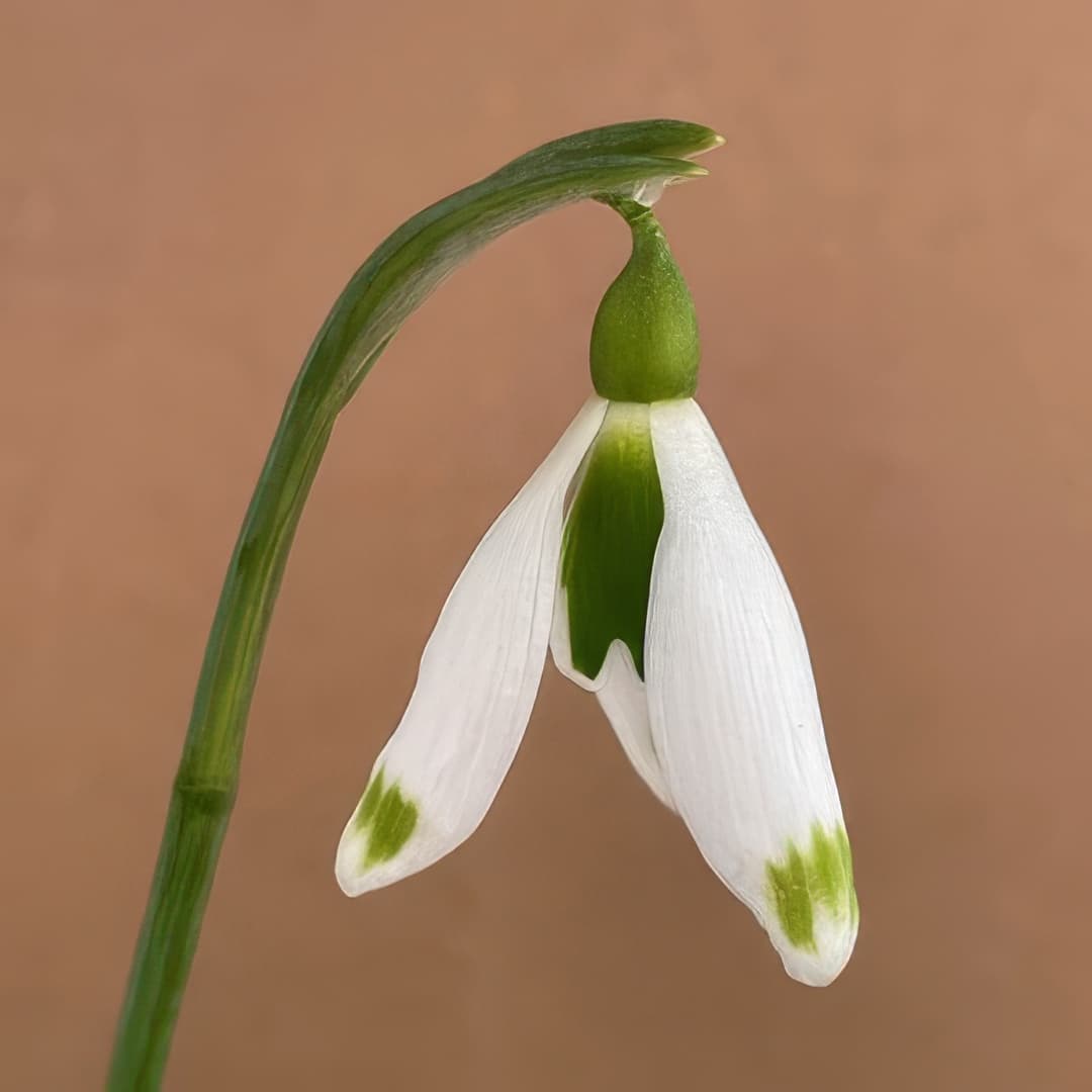 Galanthus Chantry Dame