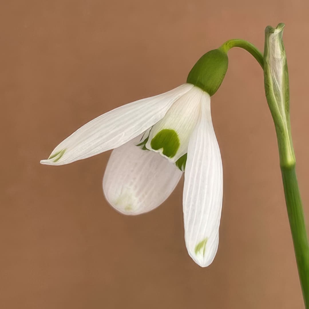 Galanthus elwesii Corrie Mckeague
