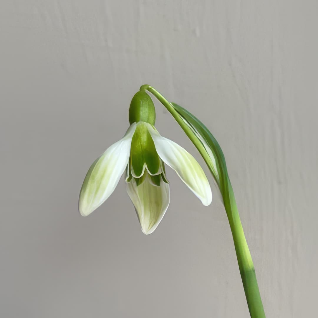 Galanthus Rushmere Green
