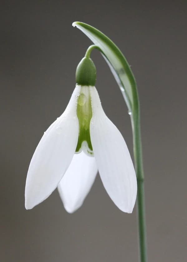 Snowdrops at Bruckhills Croft