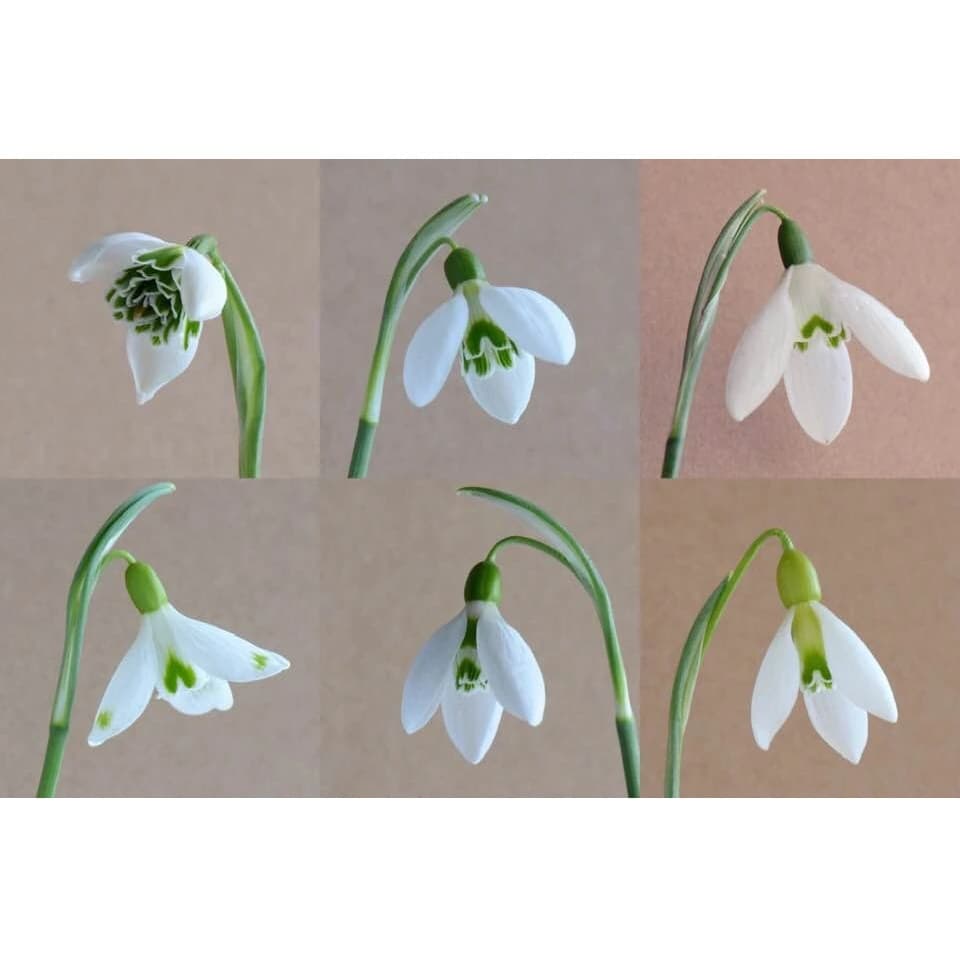 Greetings Card - 6 Snowdrops (Free P&P)