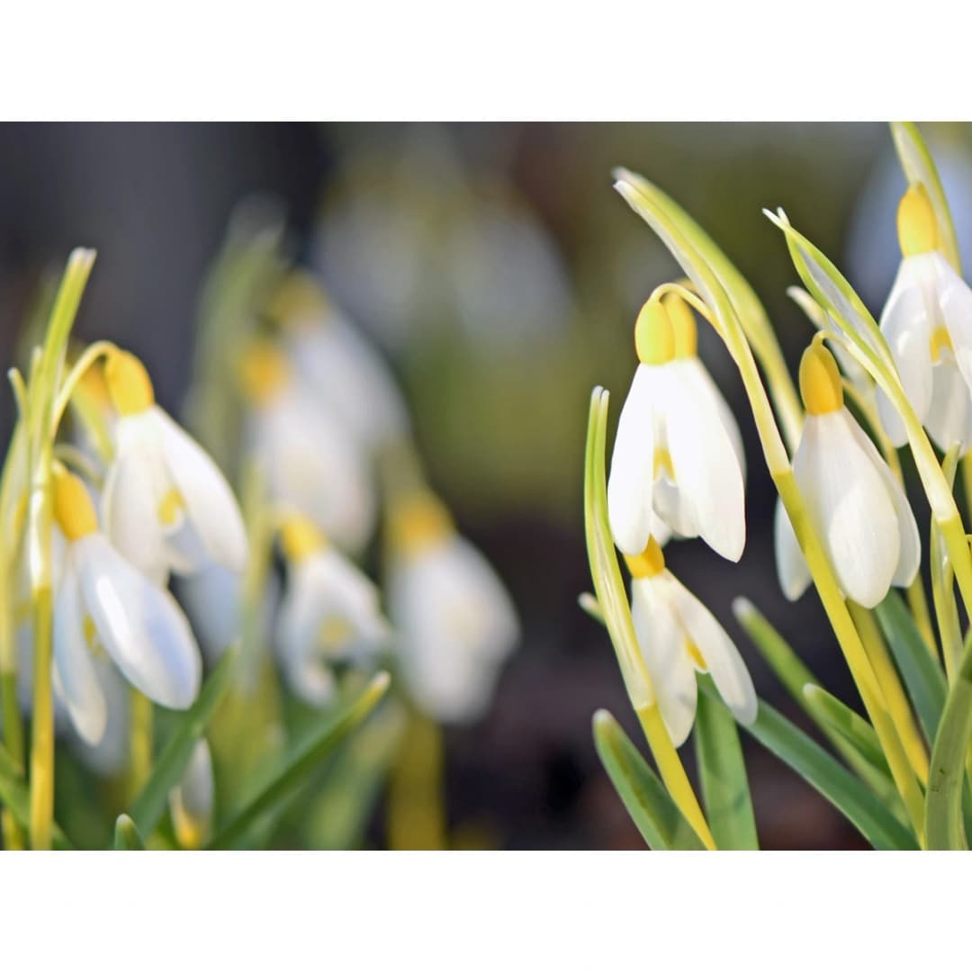 Greetings Card - A group of Sandersii - White Card (free P&P)