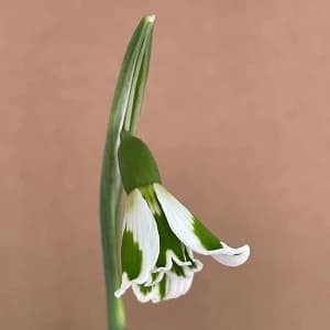 Galanthus Chantry Lady