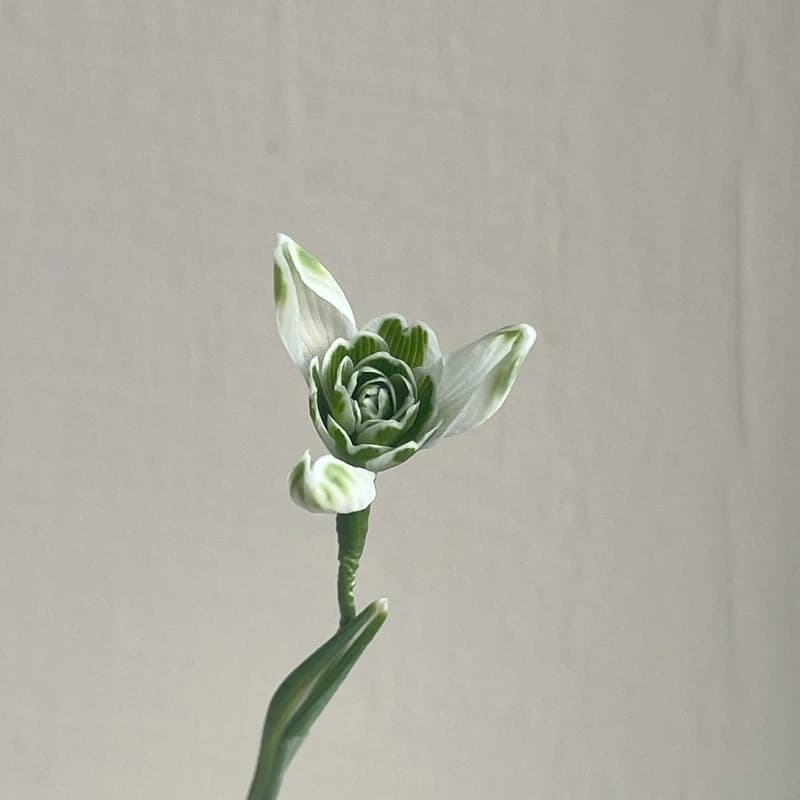 Galanthus Walter's Double
