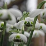 one greetings card showing a group of double snowdrops called Hippolyta with white envelopes