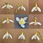 Greeting card showing 9 images of yellow and white snowdrops description on reverse comes with envelope
